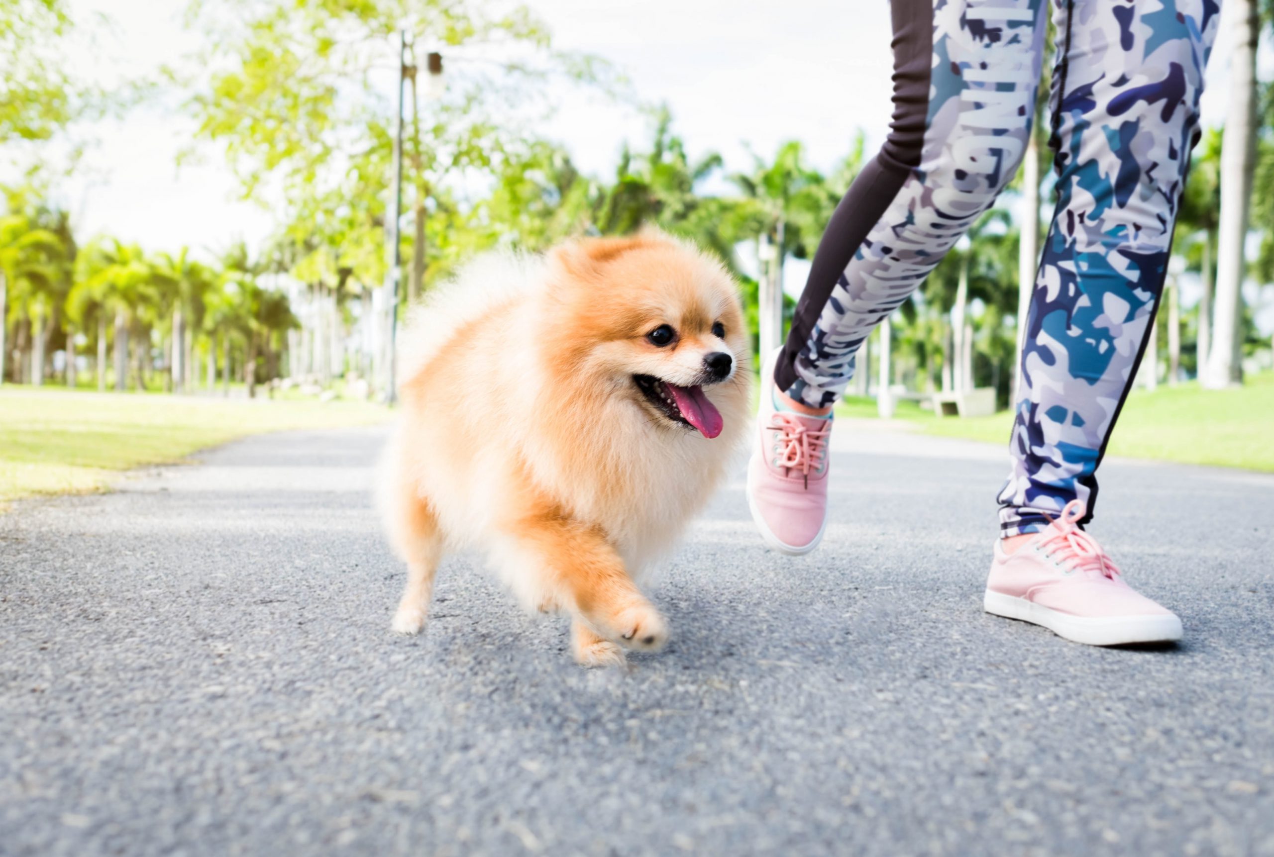 Lady exercising with her Pomeranian